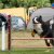 Agility